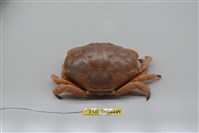 藏品(標記近愛潔蟹)的圖片